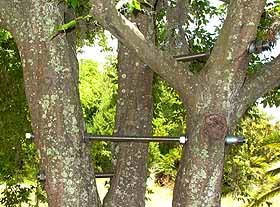 Укрепление дерева стяжками. Брасовка, брейсинг © АльпМастер т.518-40-84, 8-926-230-63-41