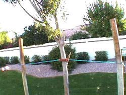 Каблинг. Укрепление дерева тросами © АльпМастер т.518-40-84, 8-926-230-63-41