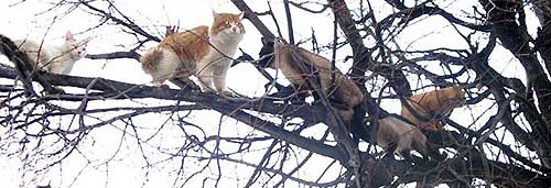 Быстро и аккуратно снимем вашу кошку с любого дерева © АльпМастер т.518-40-84, 8-926-230-63-41