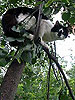 Быстро и аккуратно снимем вашу любимую кошку с любого дерева © АльпМастер т.518-40-84